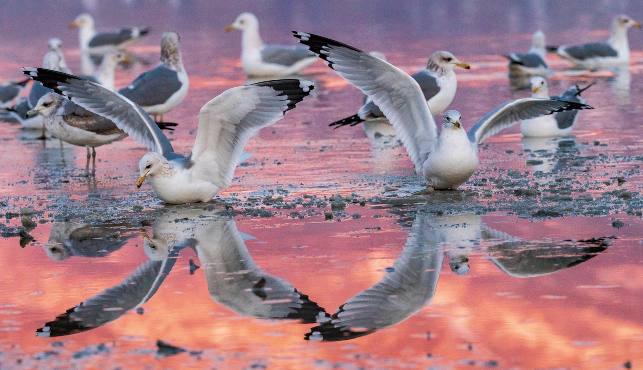 Birds at Bear River Migratory Bird Refuge