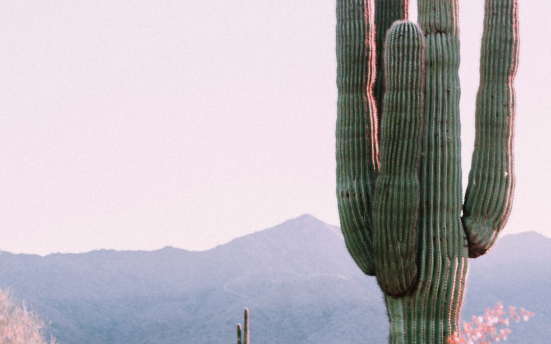 Desert to Divide: 13 Days Across the American West