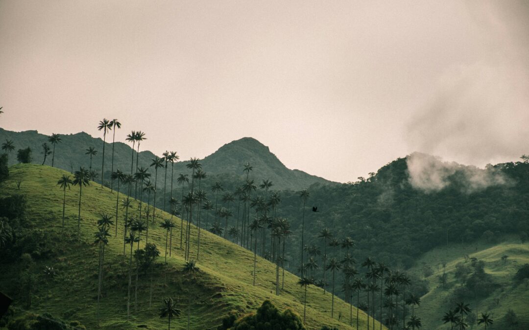 4-Day Colombia Coffee Region: Cocora Valley, Traditional Farms, and Andean Heritage