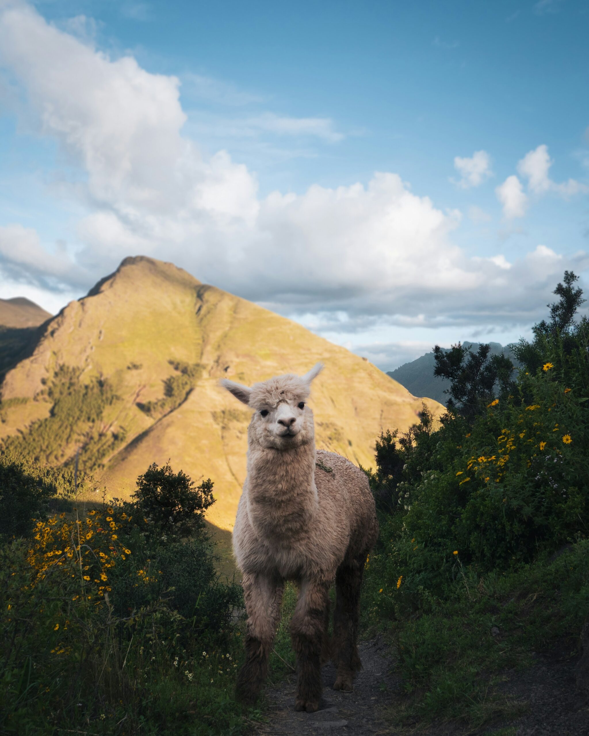 Andean Mountains