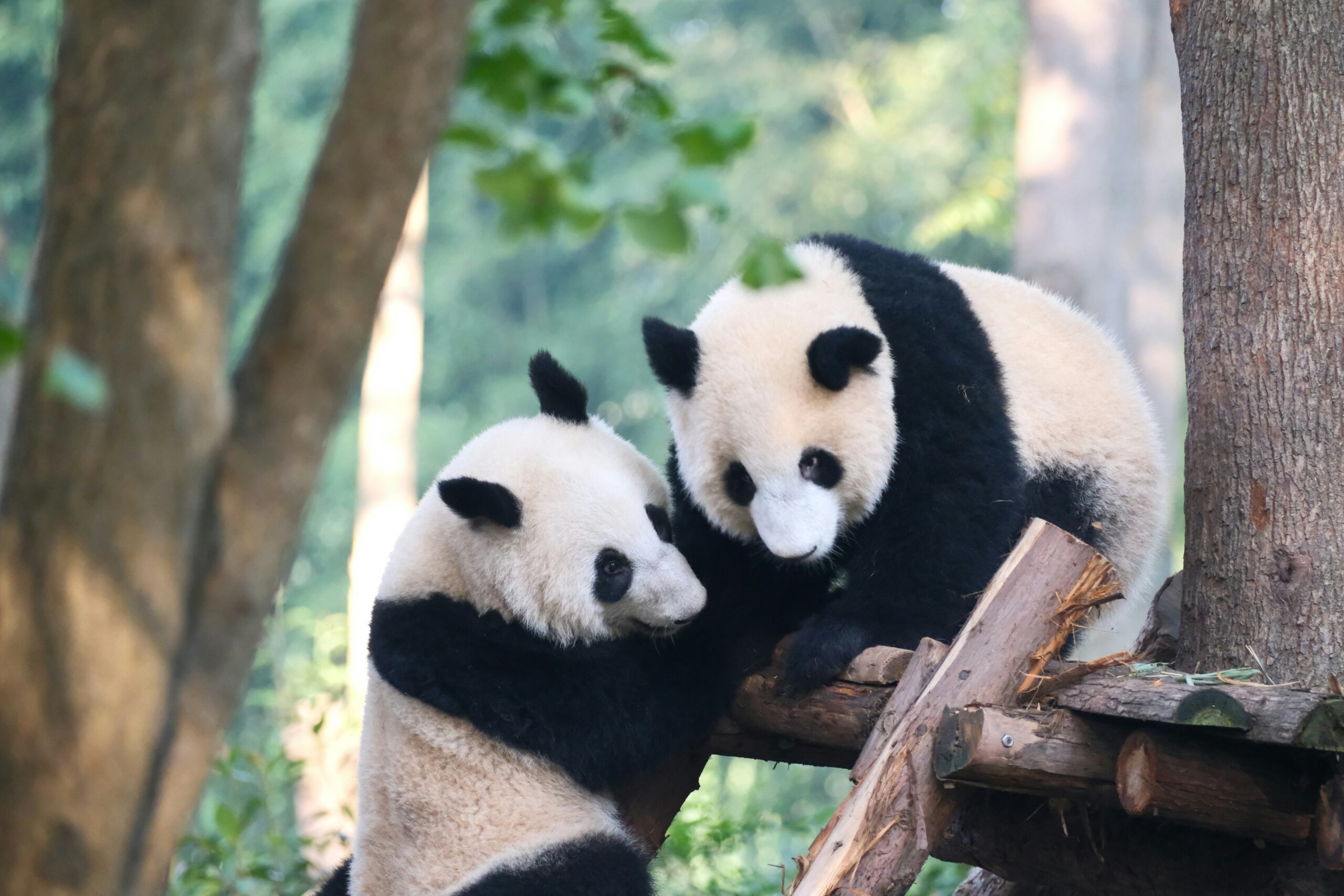 China Panda